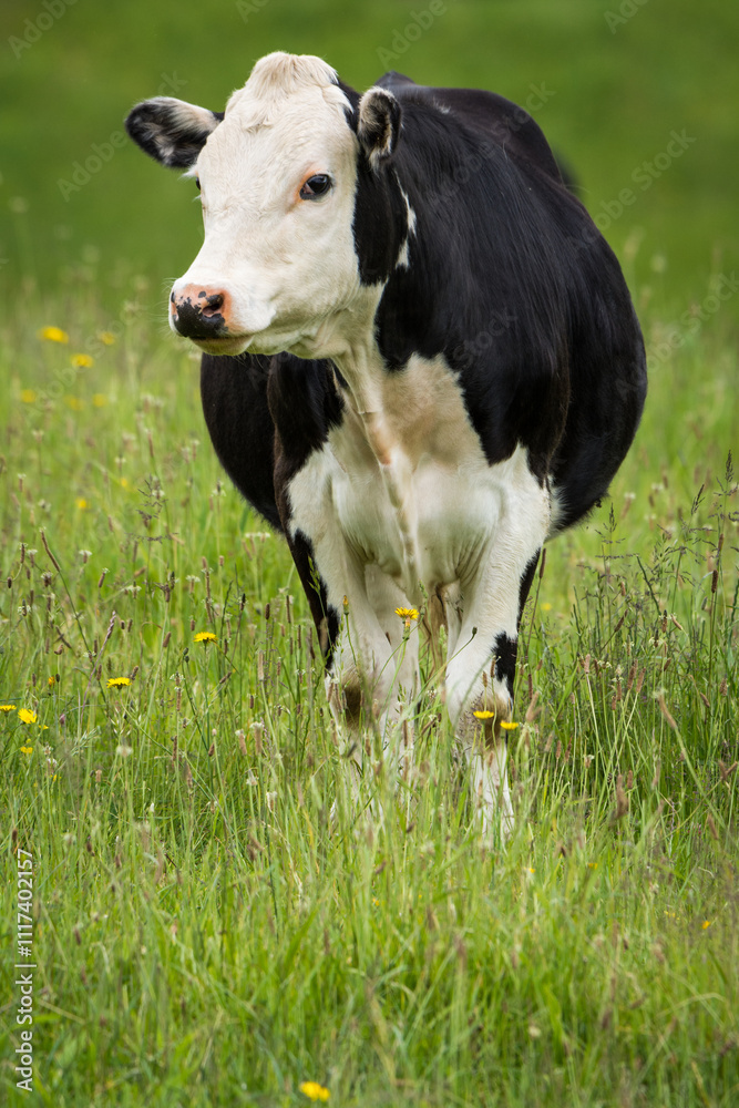 white face dairy cross steer in green grassy paddock white face dairy cross steer in green grassy paddock