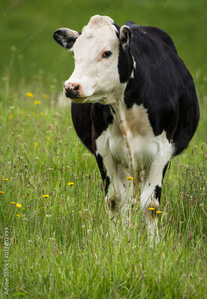 white face dairy cross steer in green grassy paddock white face dairy cross steer in green grassy paddock