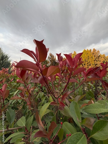 Fraser photinia, red tops (Photinia x fraseri), Vibrant red green leaves. close up Red tip photinia and Christmas berry, is rose family, Rosaceae. It is a hybrid between glabra and serratifolia.
 photo