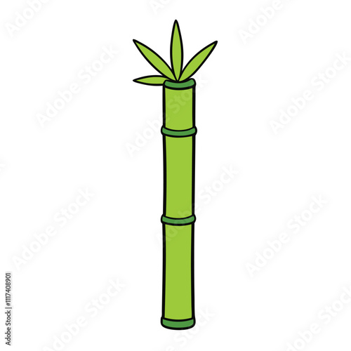 bamboo plant isolated on white