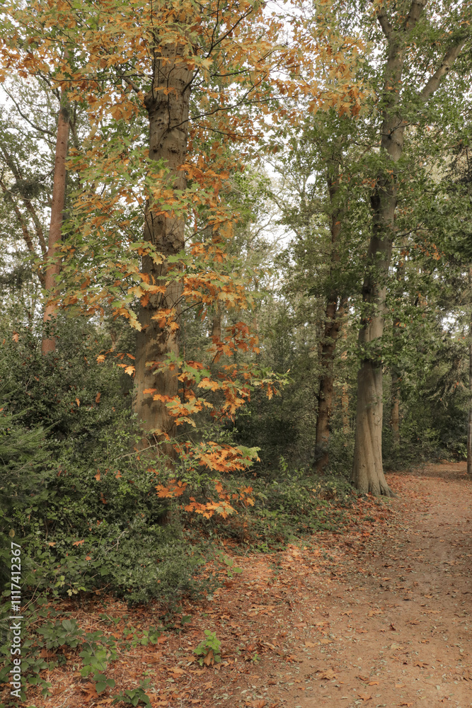 Autumn in the park. Hiking trail path fall forest with tall trees and fallen autumn leaves on the ground. Vertical portrait photo. Autumn in the park. Hiking trail path fall forest with tall trees and fallen autumn leaves on the ground. Vertical portrait photo.