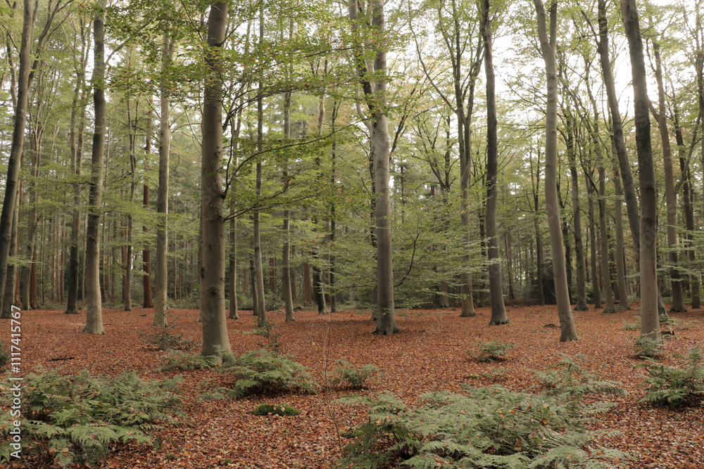 Fall forest with tall trees and fallen autumn leaves on the ground. Seasonal background. Fall forest with tall trees and fallen autumn leaves on the ground. Seasonal background.