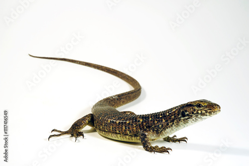 Southeastern girdled lizard - female // Madagaskar Riesen-Schildechse, Große Ringelschildechse - Weibchen (Zonosaurus maximus) photo