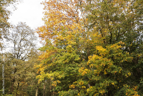 Fall forest with tall trees and fallen autumn leaves on the ground. Woods during the season of falling leaves.