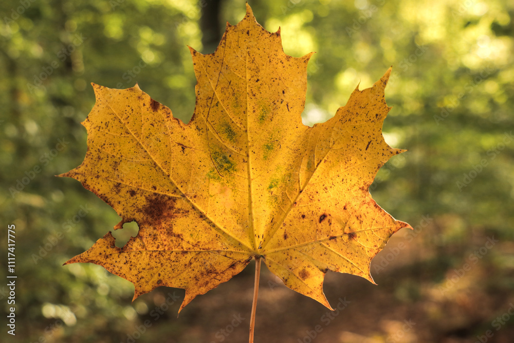 Autumn leaf forest fall photography, yellow and orange leaves in nature. Autumn leaf forest fall photography, yellow and orange leaves in nature.