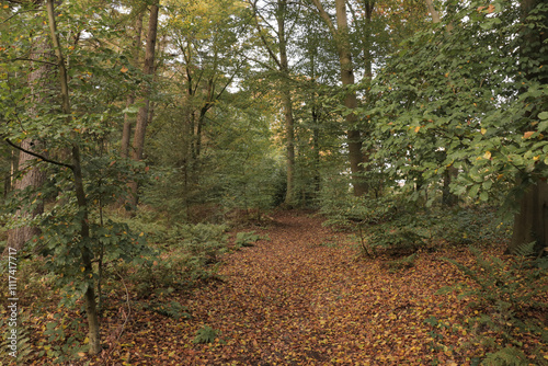 Autumn in the park. Hiking trail path fall forest with tall trees and fallen autumn leaves on the ground.