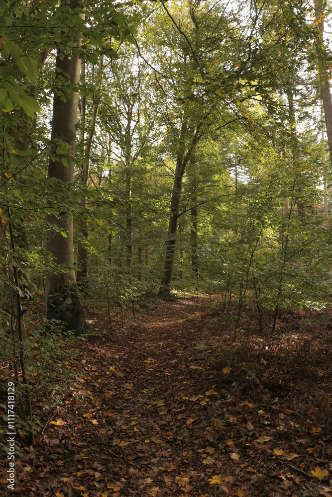 Hiking trail path fall forest with tall trees and fallen autumn leaves on the ground. Vertical photo. Hiking trail path fall forest with tall trees and fallen autumn leaves on the ground. Vertical photo.