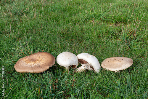 Agaricus campestris. Wild mushrooms of different ages in the meadow.