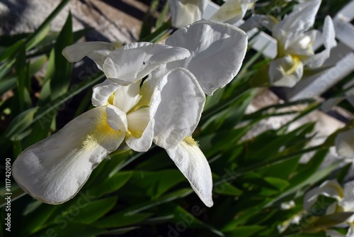 A white iris flower on a natural background. A white iris flower in a natural environment.