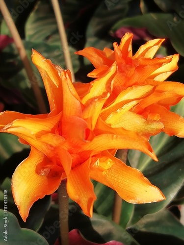 Calathea crocata. Flor de la llama eterna.