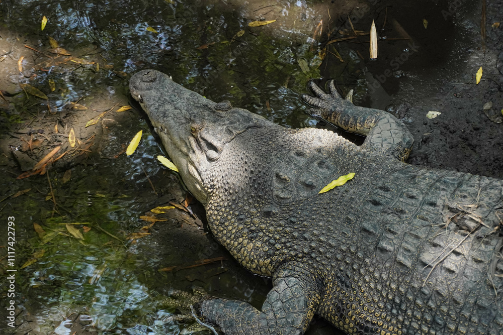 Naklejka premium Close up of Saltwater crocodile (Crocodylus porosus) at the Zoo.