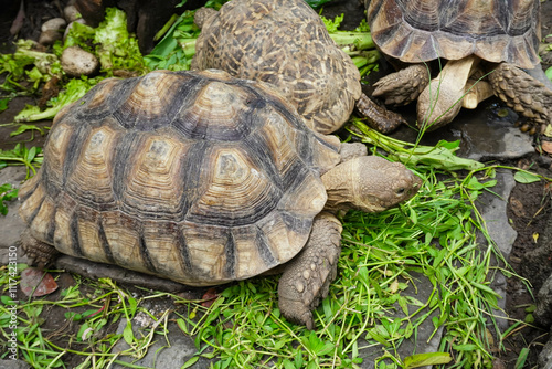 African Sulcata Tortoise Natural Habitat. Close up African spurred tortoise resting in the garden zoo.