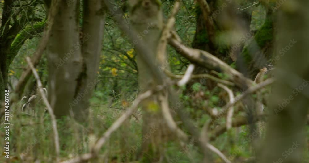 A wounded fallow deer with large antlers walking through the woods, captured with a smooth panning camera movement A wounded fallow deer with large antlers walking through the woods, captured with a smooth panning camera movement