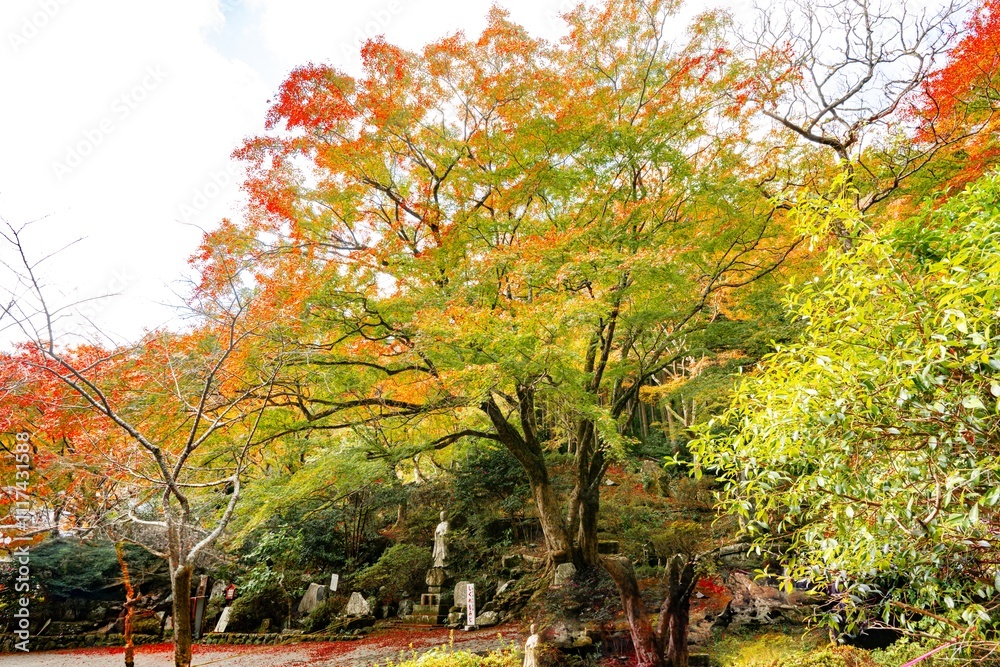 Naklejka premium 両子寺の紅葉