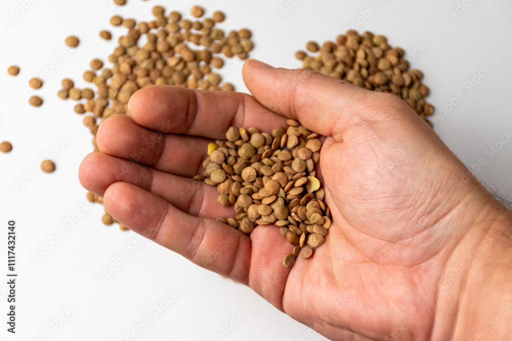 lentil lentil