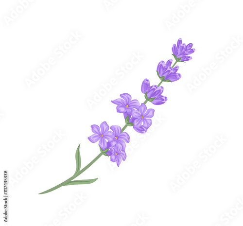 Lavender isolated on white background. Vector cartoon illustration. Floral icon.