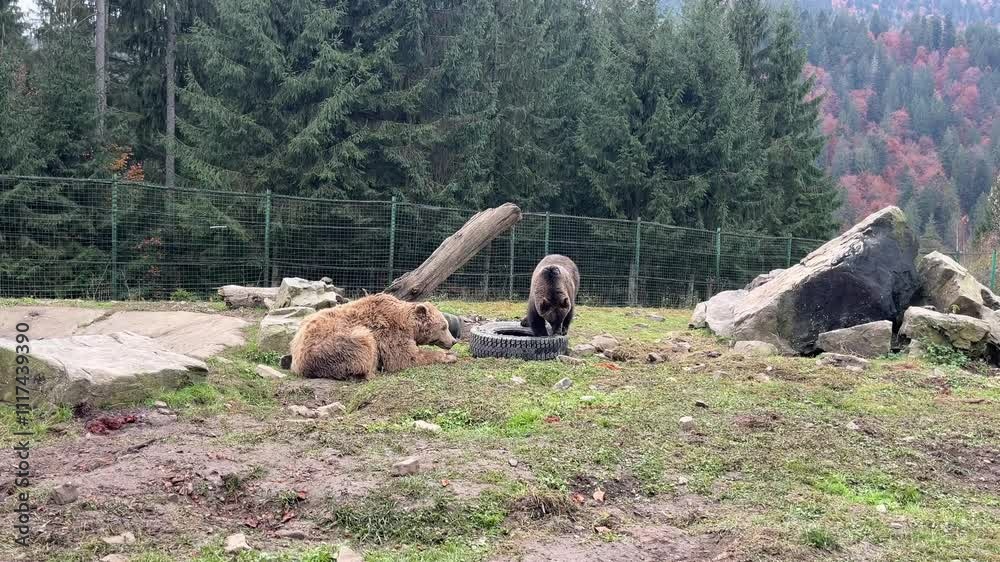 Christmas trees of the mountain autumn Brown brown bear in a cage sanctuary animals in captivity wildlife exotic Europe Christmas trees of the mountain autumn Brown brown bear in a cage sanctuary animals in captivity wildlife exotic Europe