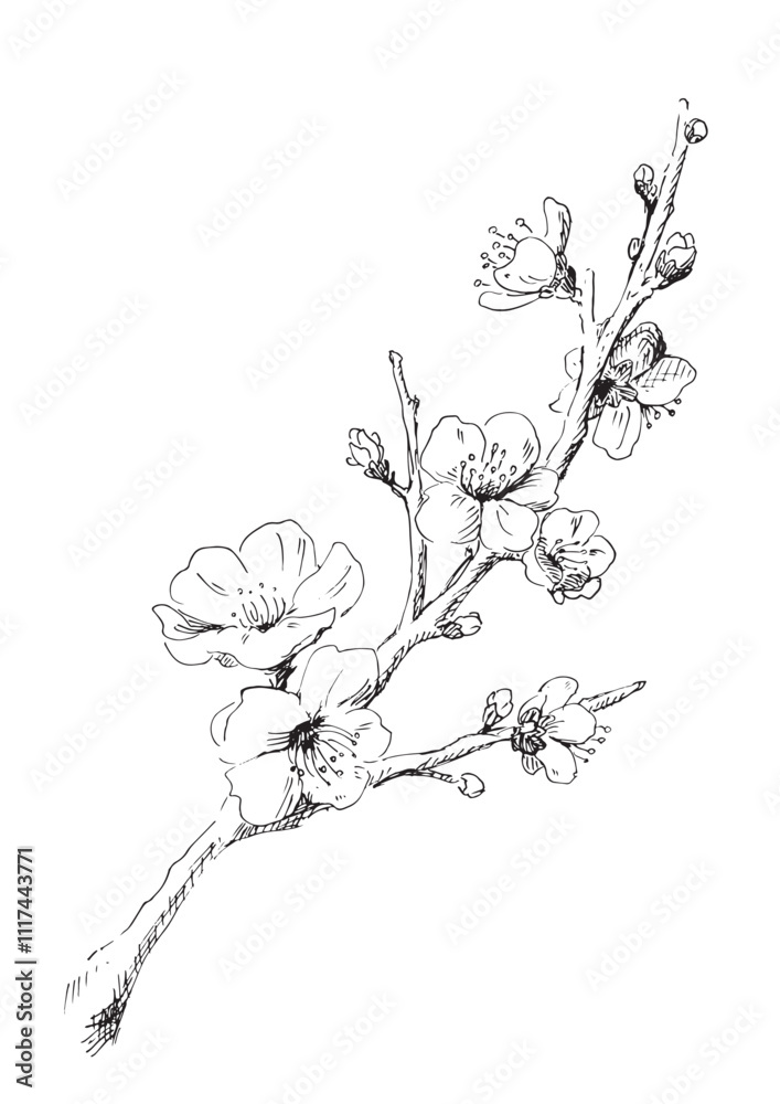 梅の花の線画 冬の梅のイラスト デザイン用の装飾素材