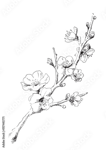 Obraz na płótnie 梅の花の線画 冬の梅のイラスト デザイン用の装飾素材 w salonie