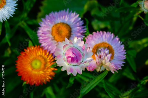 Vibrant strawflowers blooming in a colorful garden. Close-up of strawflowers in full bloom, cheerful atmosphere, natural light, eye-level perspective, rural garden setting, showcasing floral beauty. photo