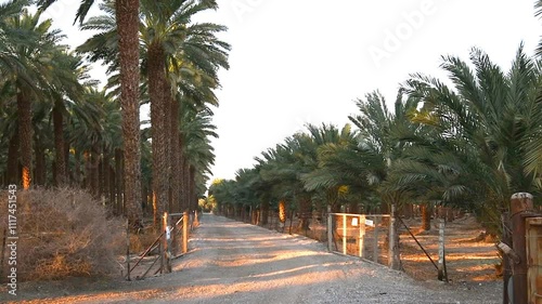 Road among plantations of date palms. Agriculture industry for healthy food production. Date palm is iconic ancient plant and famous food crop in desert and arid areas of the Middle East and Africa