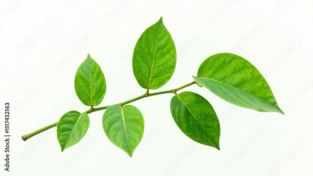 Vibrant green plant stem with lush oval leaves Vibrant green plant stem with lush oval leaves