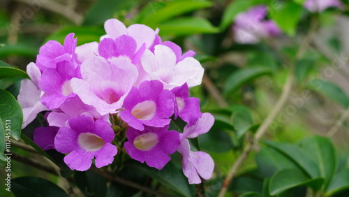 Mansoa alliacea's stunning purple flowers bloom in dense clusters