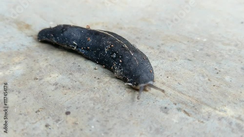 A Close-up of a slug (Laevicaulis alte) walking on a textured surface.  photo