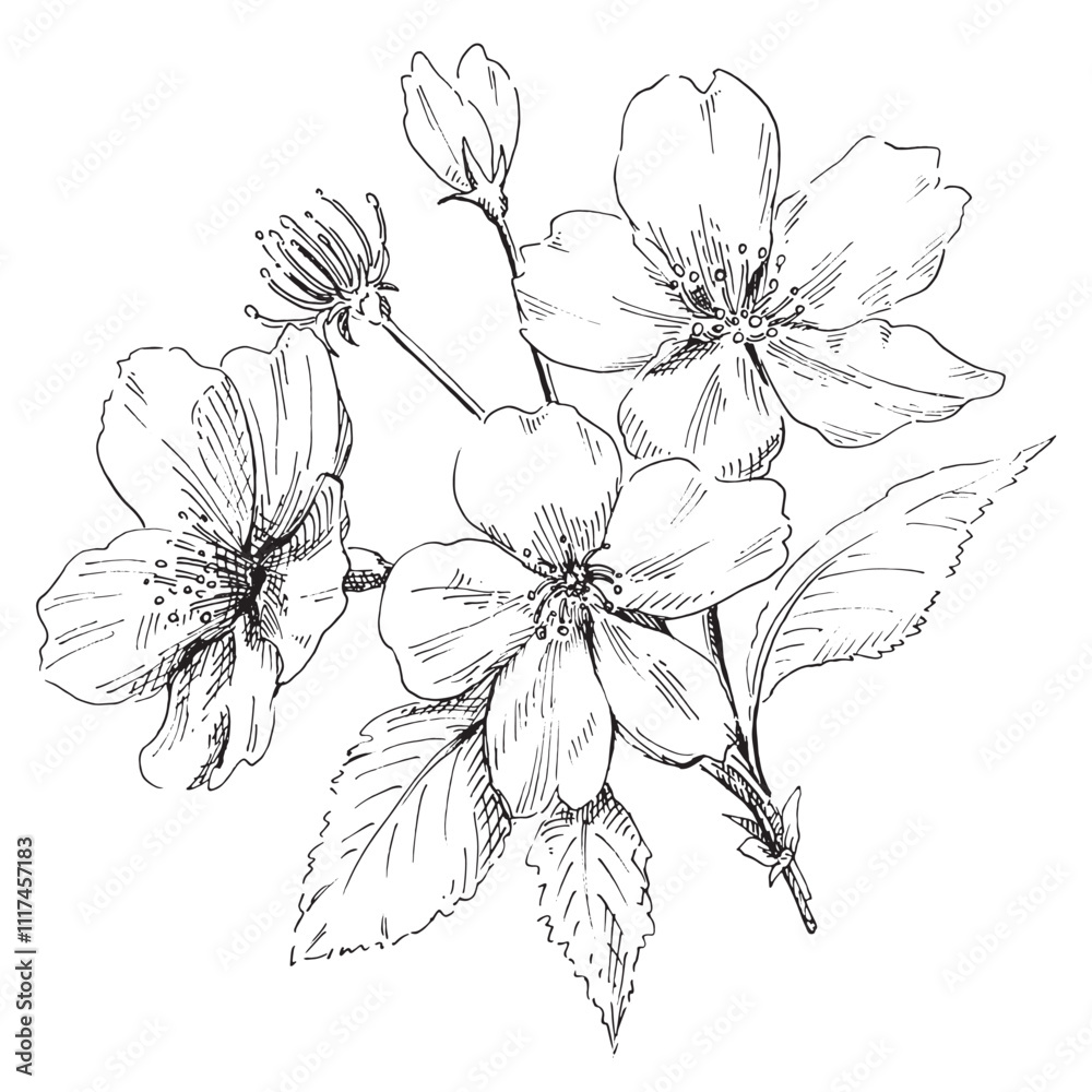 春の桜のイラスト 桜の花の線画 デザイン用の装飾素材