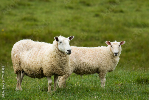 mother sheep and her lambs in lush green grassy field