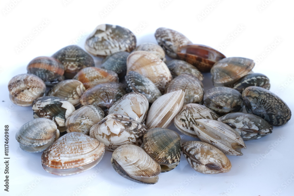 Clams on white background. Seafood. Clams on white background. Seafood.