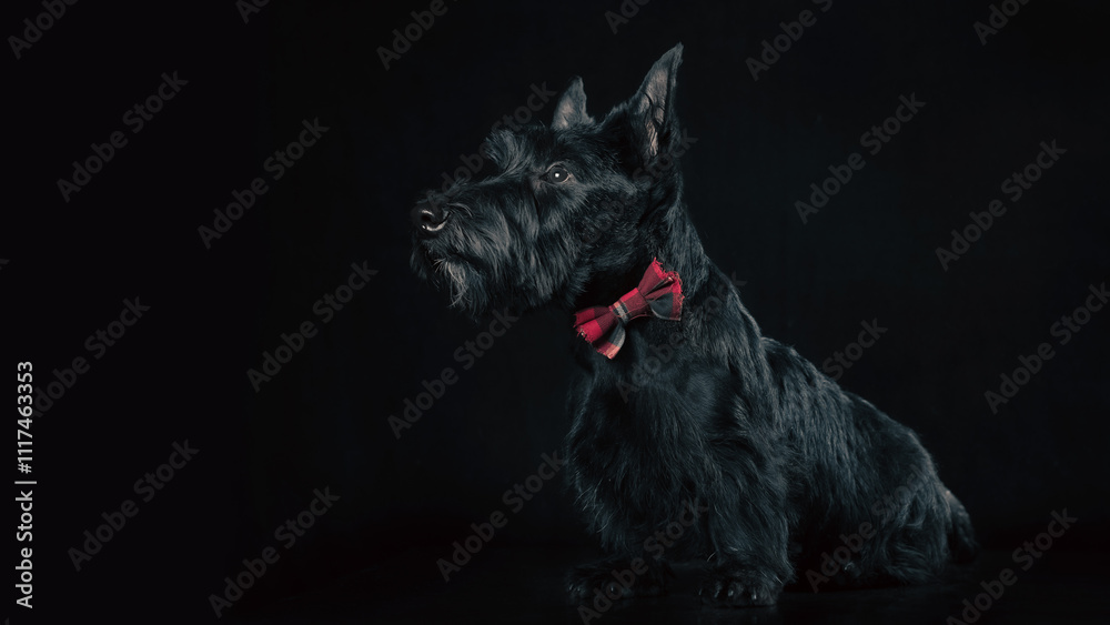 black scottish terrier puppy on dark background black scottish terrier puppy on dark background