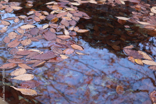 落ち葉 池 水たまり 木の葉