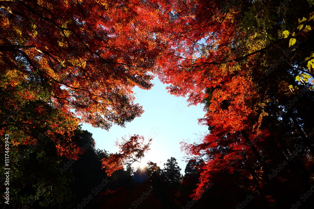 紅葉 秋 行楽 山 赤 紅葉 秋 行楽 山 赤