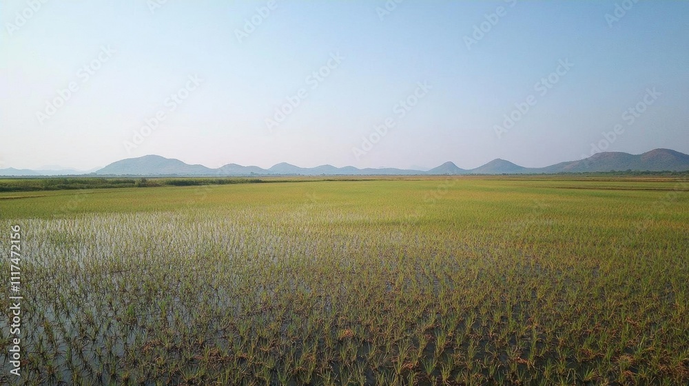 Expansive rice field with distant mountains under clear blue sky.