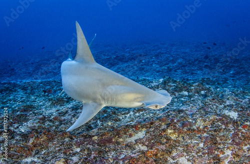 фотографія Hammerhead shark, French Polynesia