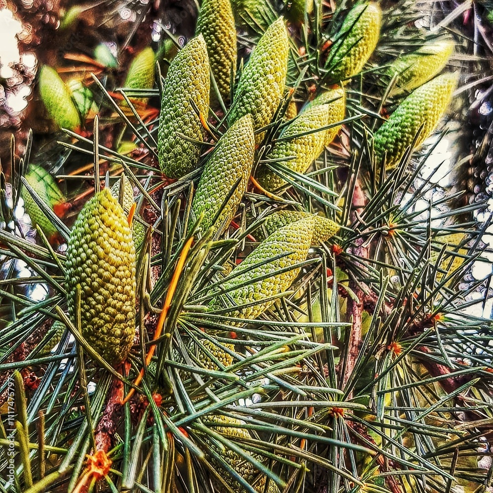 Obraz premium A detailed close up view of a pine tree featuring pine cones growing on it