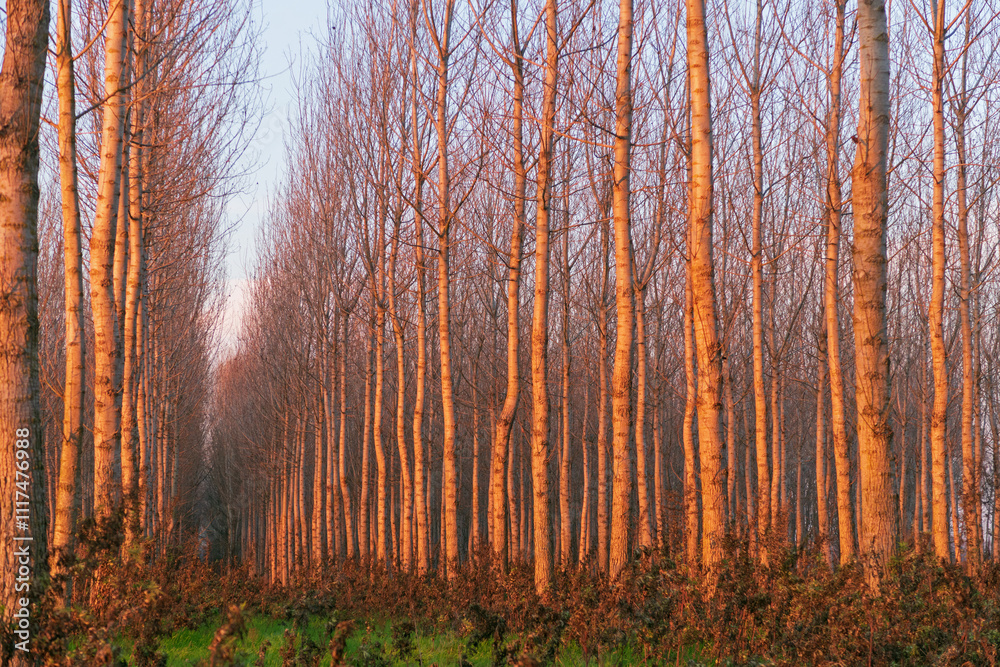 Poplars Po Valley fields field landscape panorama