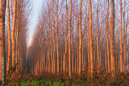 Obraz na płótnie Poplars Po Valley fields field landscape panorama w salonie
