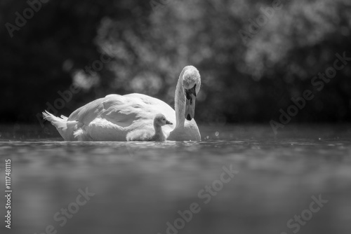 swan and child photo