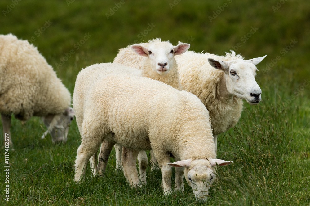 mother sheep and her lambs in lush green grassy field mother sheep and her lambs in lush green grassy field