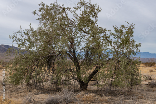 Colorado Desert section of the Sonoran Desert. Joshua Tree National Park, California. Olneya tesota is a perennial flowering tree of the family Fabaceae, legumes (peas, beans, etc.), ironwood, 