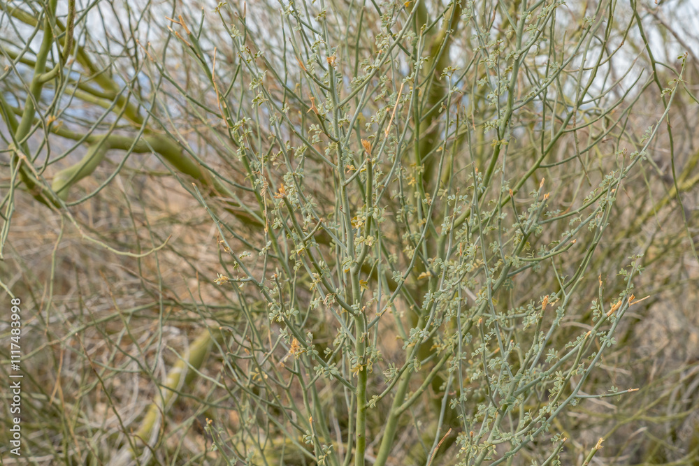 Fototapeta premium Parkinsonia florida, the blue palo verde (syn. Cercidium floridum), Colorado Desert section of the Sonoran Desert. Joshua Tree National Park, California.