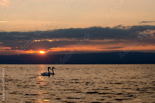 cygnes au coucher de soleil sur le leman photo