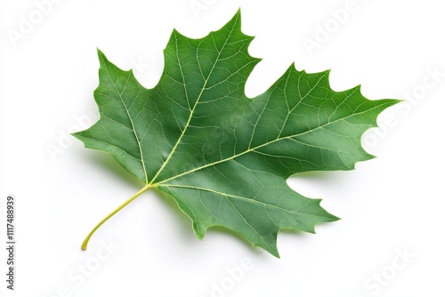 A green maple leaf displayed against a white background.