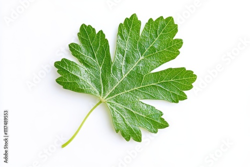 A vibrant green leaf with a detailed texture against a white background.