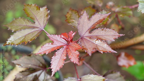 A mesmerizing close-up of Hibiscus acetosella's red leaves, showcasing nature's intricate details