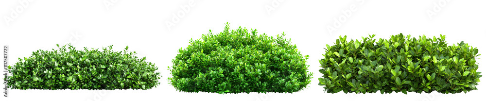 Three green bushes in varying shapes and sizes Three green bushes in varying shapes and sizes