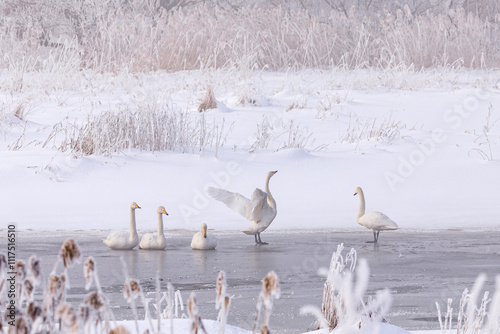Fototapeta Naklejka Na Ścianę i Meble -  北海道千歳市、真冬の旧長都沼に群れるオオハクチョウ【1月】