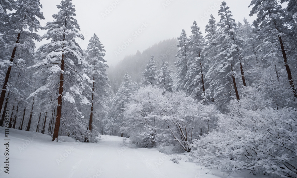 Naklejka premium 겨울산 소나무에 눈내린풍경 멋짐